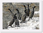 karimetso European Shag * 2636 x 1922 * (2.94MB)